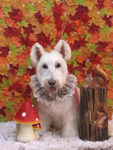 20241130ムーミンくん